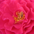 Rose - Rosiers à grandes fleurs - floribunda - Queen Elizabeth